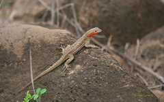 Microlophus barringtonensis