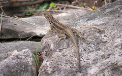 Microlophus barringtonensis