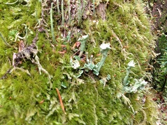 Cladonia sulphurina