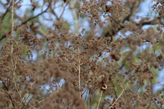 Heliocarpus terebinthinaceus