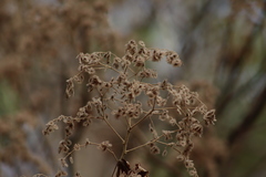 Heliocarpus terebinthinaceus