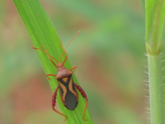 Crinocerus sanctus