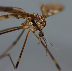 Austrolimnophila oculata