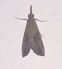 Hypena minualis