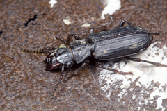 Pseudozaena orientalis
