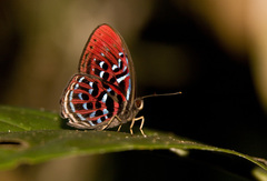 Paralaxita damajanti