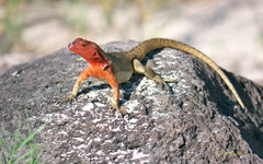 Microlophus delanonis