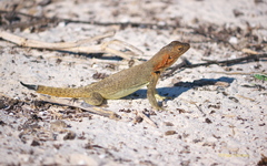 Microlophus delanonis