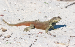 Microlophus delanonis