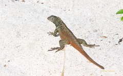 Microlophus delanonis