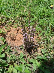 Striga squamigera