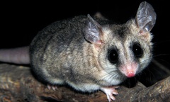 Elegant Fat-Tailed Mouse Opossum photo 3