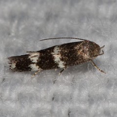 Elachista illectella