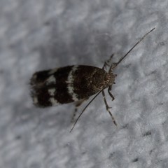 Elachista illectella