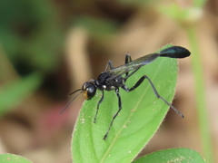 Eremnophila