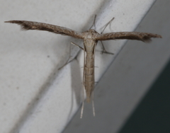 Lioptilodes albistriolatus