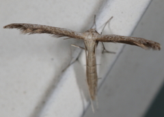 Lioptilodes albistriolatus