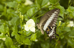 Papilio gigon