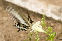 Papilio gigon