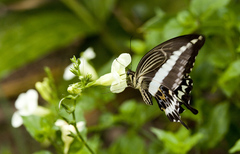 Papilio gigon