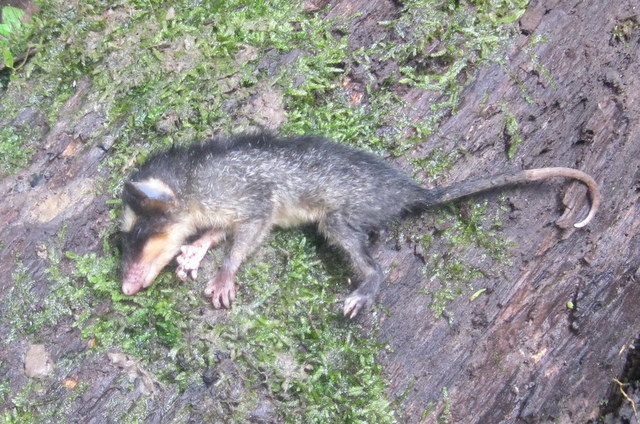 Anderson's Four-eyed Opossum