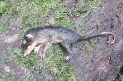 Anderson's Four-Eyed Opossum photo 3