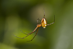 Leucauge granulata