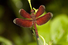 Neurothemis manadensis