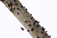 Scissirostrum dubium