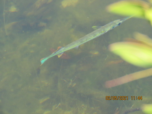 Redfin Needlefish