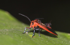 Phaudidae