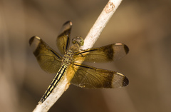 Neurothemis manadensis