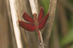 Neurothemis manadensis