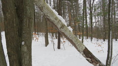 Phellinus betulinus