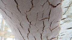Phellinus betulinus