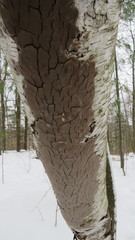 Phellinus betulinus