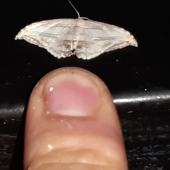 Morphomima fulvitacta