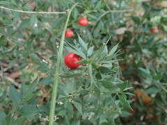 Ruscus