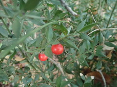 Ruscus
