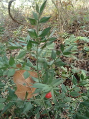 Ruscus