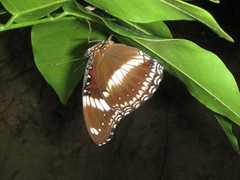 Hypolimnas bolina nerina