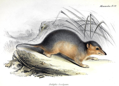Yellow-Sided Opossum photo 4