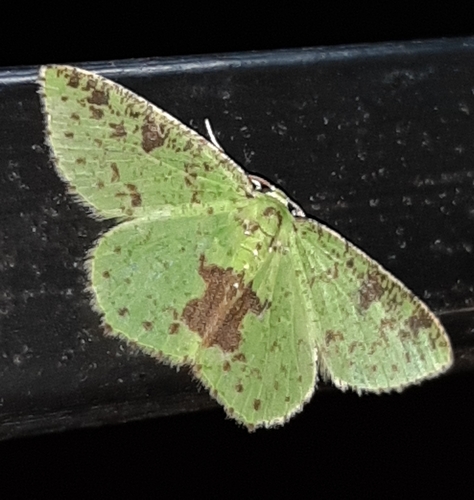Nemoria eugeniae