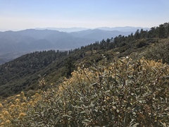 Frangula californica tomentella