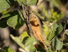 Schistocerca impleta