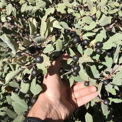 Frangula californica tomentella