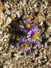 Erigeron pygmaeus