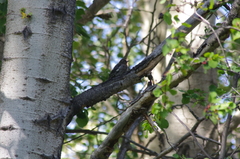 Sphyrapicus nuchalis