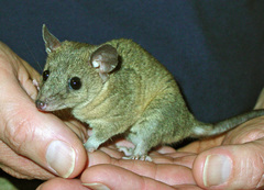 Gray Short-Tailed Opossum photo 4