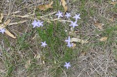 Wahlenbergia luteola